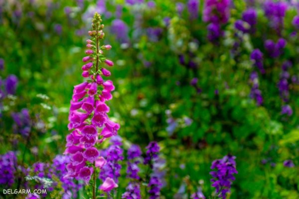  عکس گل انگشتانه استوری