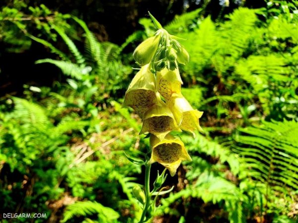  عکس گل انگشتانه استوری