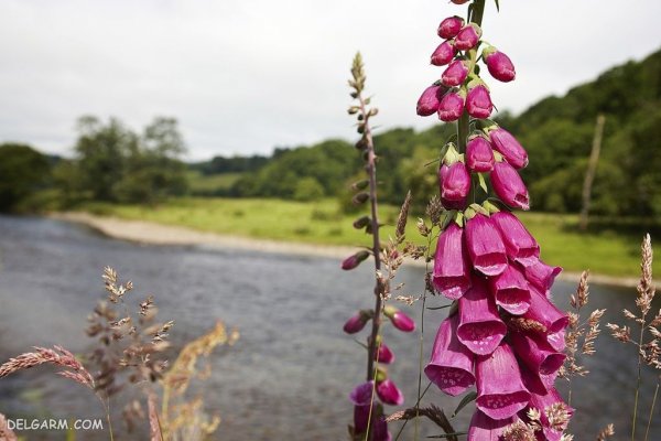  عکس گل انگشتانه استوری