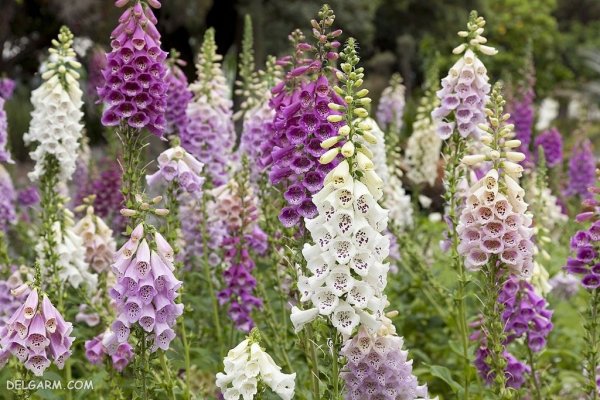  عکس گل انگشتانه استوری