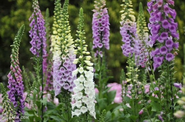  عکس گل انگشتانه استوری