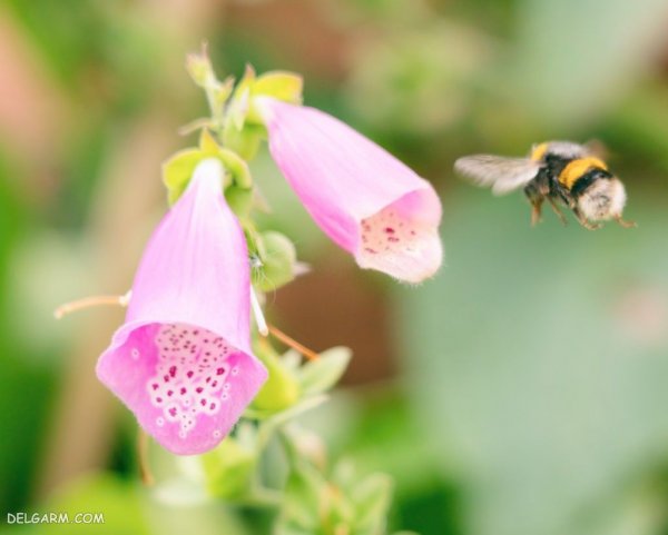  عکس گل انگشتانه استوری