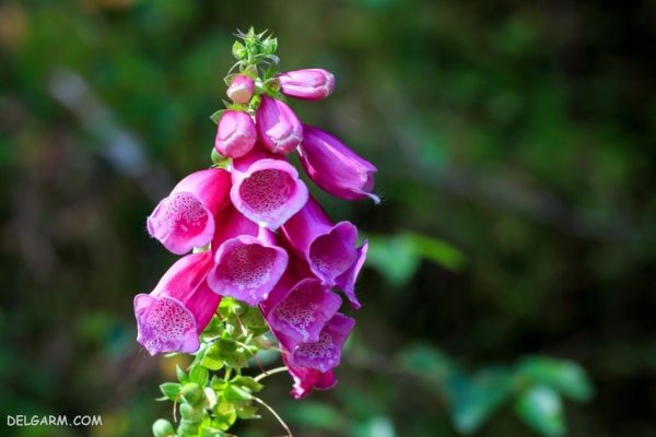  عکس گل انگشتانه استوری