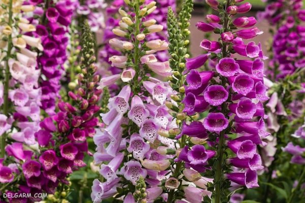  عکس گل انگشتانه استوری