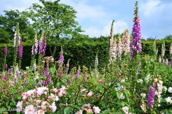  عکس گل انگشتانه استوری