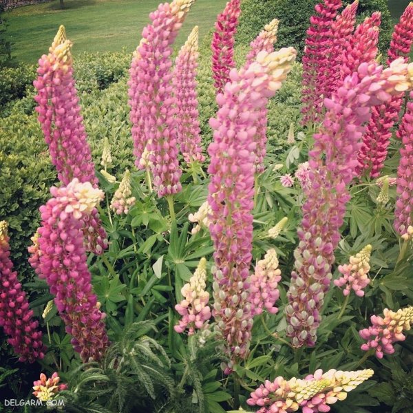  عکس گل انگشتانه استوری