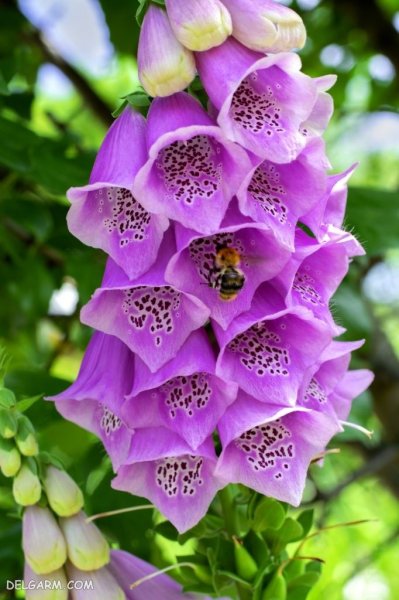  عکس گل انگشتانه استوری