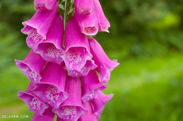  عکس گل انگشتانه با کیفیت بالا برای پروفایل