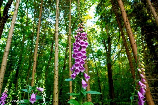  عکس گل انگشتانه با کیفیت بالا برای پروفایل