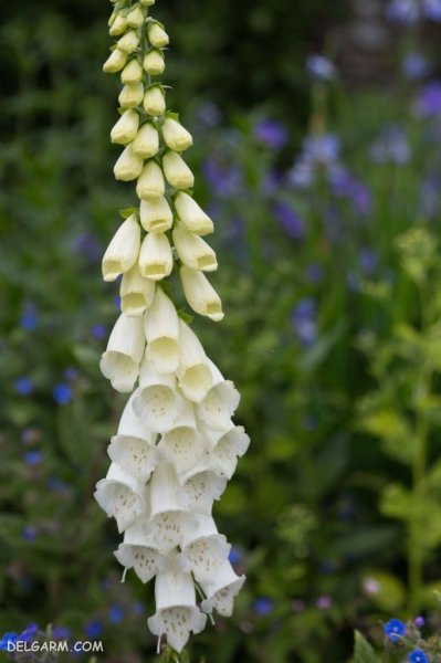  عکس گل انگشتانه با کیفیت بالا برای پروفایل