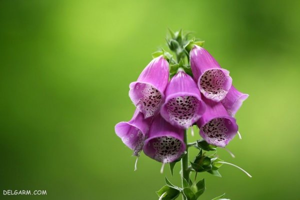  عکس گل انگشتانه با کیفیت بالا برای پروفایل