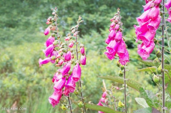  عکس گل انگشتانه با کیفیت بالا برای پروفایل