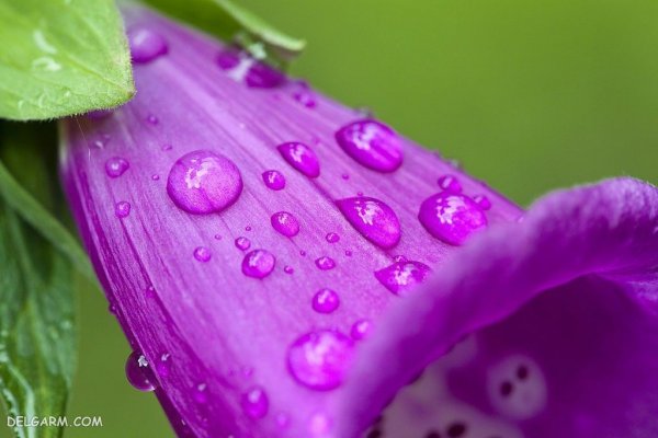  عکس گل انگشتانه با کیفیت بالا برای پروفایل