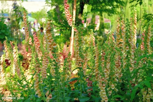  عکس گل انگشتانه با کیفیت بالا برای پروفایل