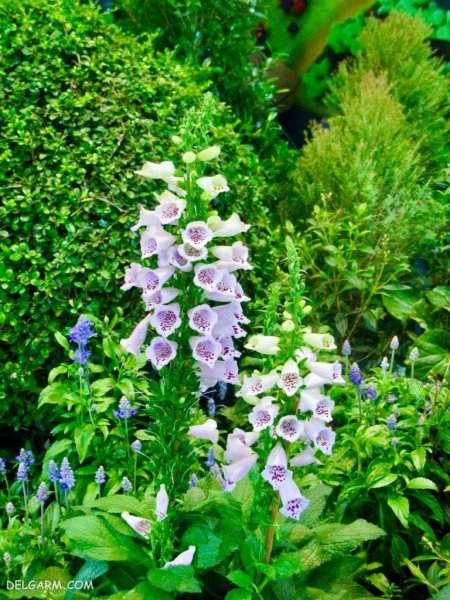  عکس گل انگشتانه با کیفیت بالا برای پروفایل