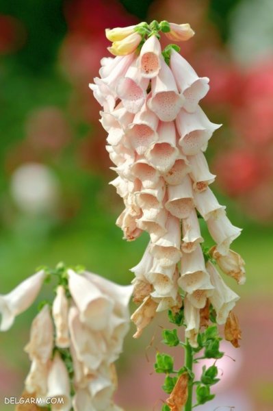  عکس گل انگشتانه با کیفیت بالا برای پروفایل