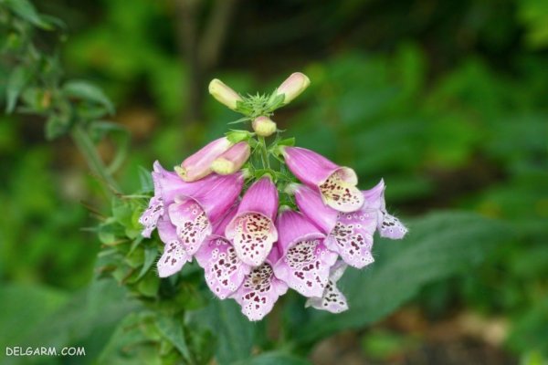  عکس گل انگشتانه با کیفیت بالا برای پروفایل