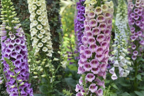  عکس گل انگشتانه با کیفیت بالا برای پروفایل