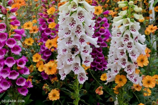  عکس گل انگشتانه با کیفیت بالا برای پروفایل