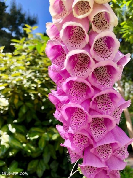  عکس گل انگشتانه با کیفیت بالا برای پروفایل