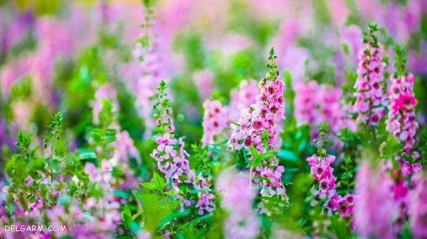  عکس گل انگشتانه با کیفیت بالا برای پروفایل