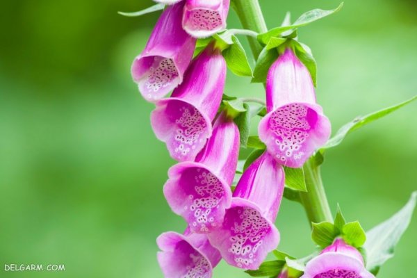  عکس گل انگشتانه با کیفیت بالا برای پروفایل