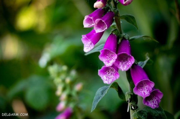  عکس گل انگشتانه با کیفیت بالا برای پروفایل