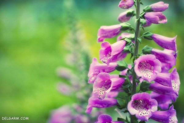  عکس گل انگشتانه با کیفیت بالا برای پروفایل