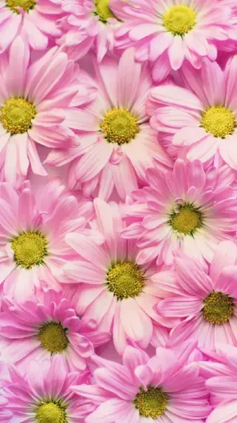  عکس گل قشنگ و طبیعی