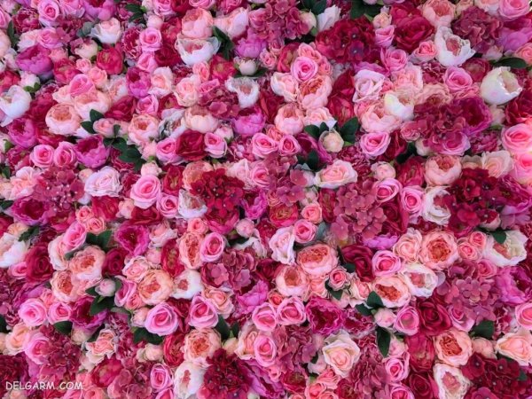  عکس گل قشنگ و طبیعی