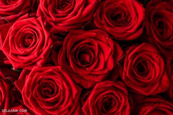  عکس گل قشنگ و طبیعی