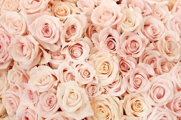  عکس گل قشنگ و طبیعی