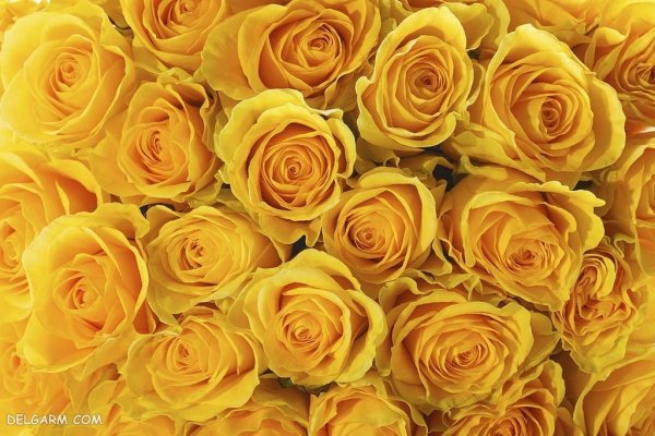  عکس گل قشنگ و طبیعی