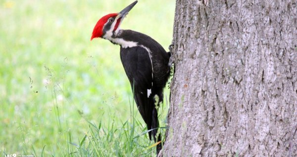  دانلود عکس دارکوب بامزه