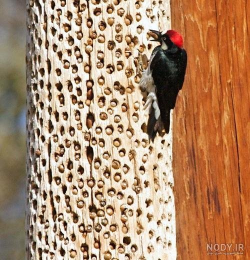  دانلود عکس دارکوب بامزه