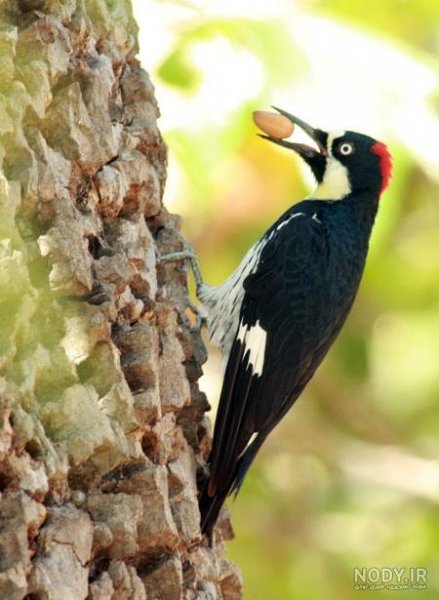  دانلود عکس دارکوب بامزه