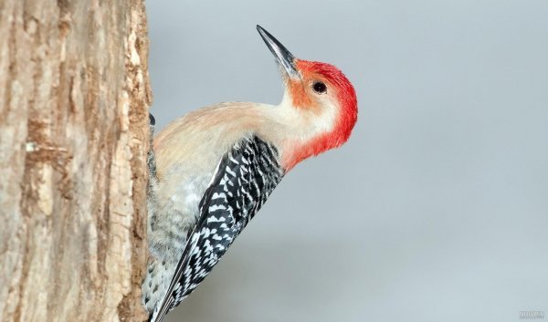  دانلود عکس دارکوب بامزه