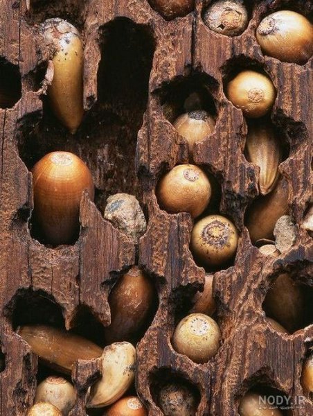  دانلود عکس دارکوب بامزه