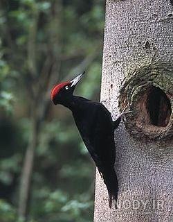  دانلود عکس دارکوب بامزه