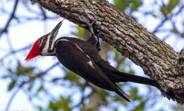  دانلود عکس دارکوب بامزه