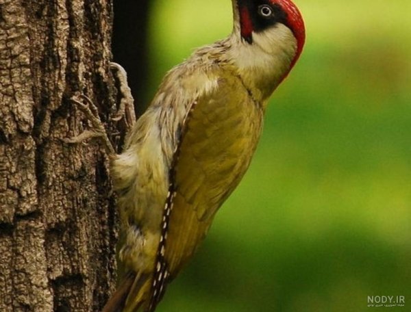  دانلود عکس دارکوب بامزه