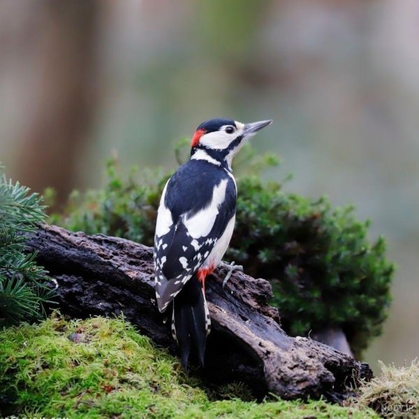  دانلود عکس دارکوب بامزه