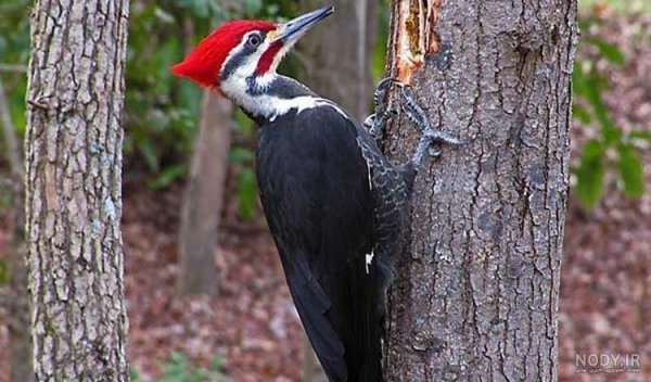  دانلود عکس دارکوب بامزه