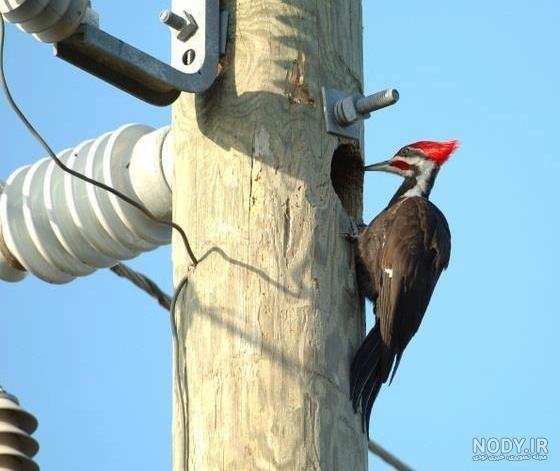  دانلود عکس دارکوب بامزه