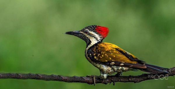  دانلود عکس دارکوب بامزه