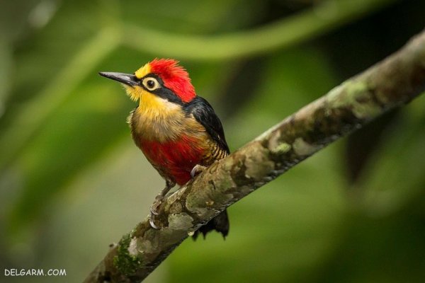  عکس دارکوب واقعی