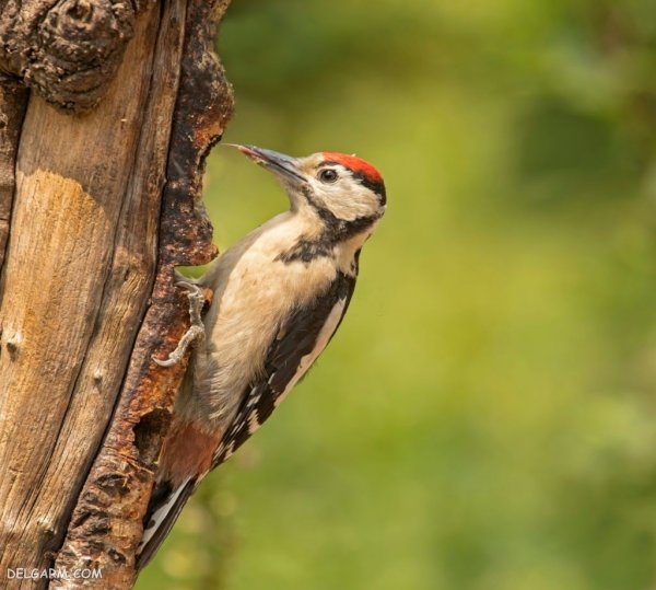  عکس دارکوب واقعی