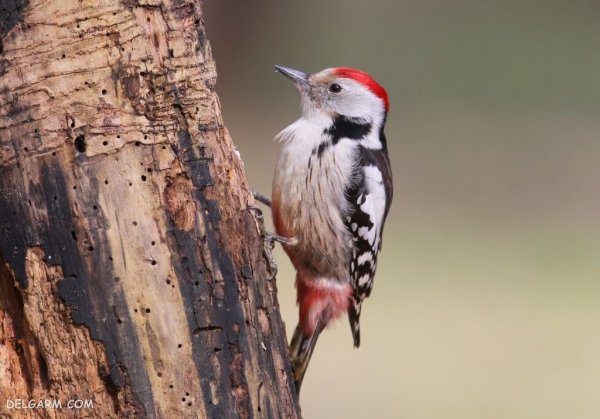  عکس دارکوب واقعی