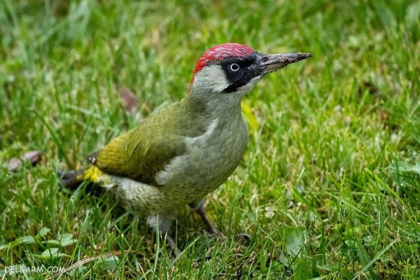  عکس دارکوب واقعی