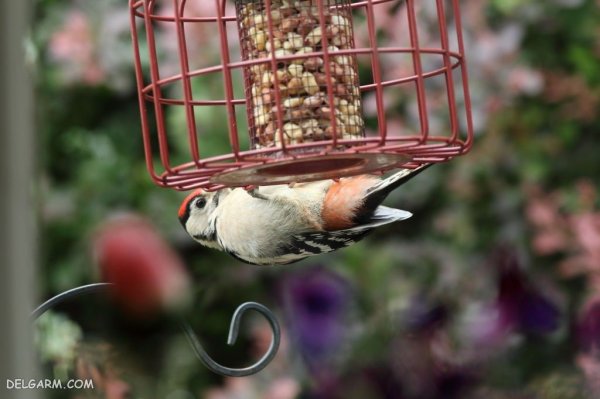  عکس دارکوب واقعی